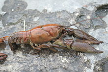 crayfish